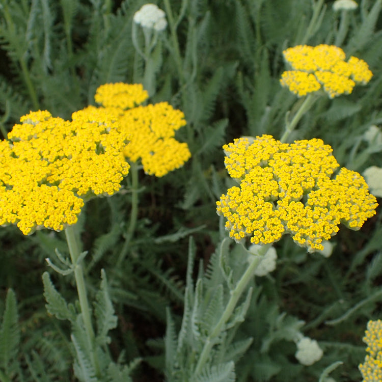 Sun Perennials