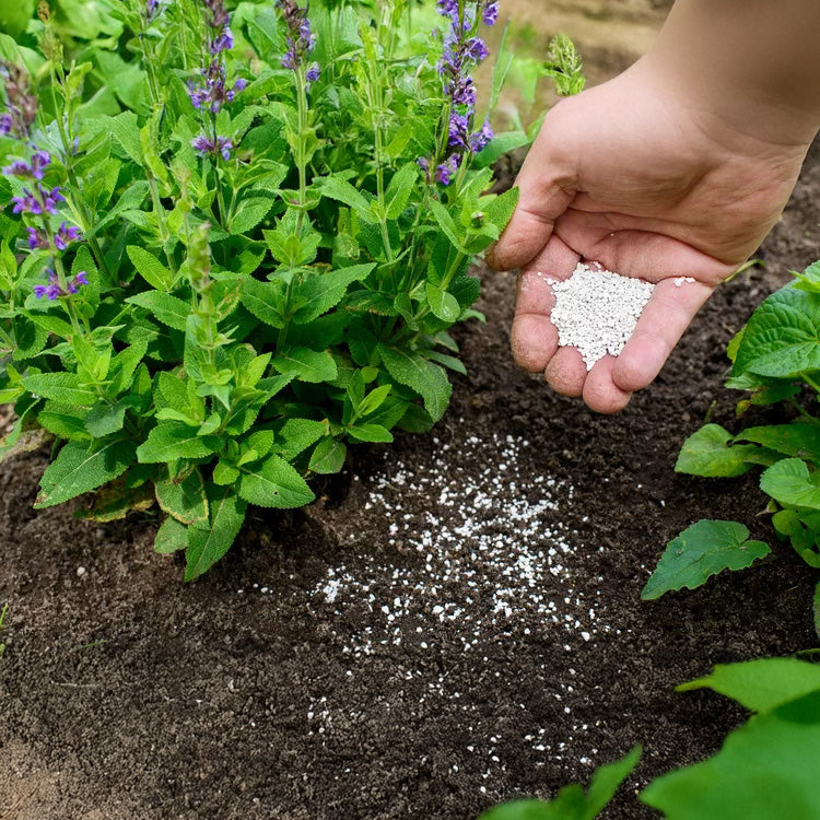 Fertilizers & Plant Care