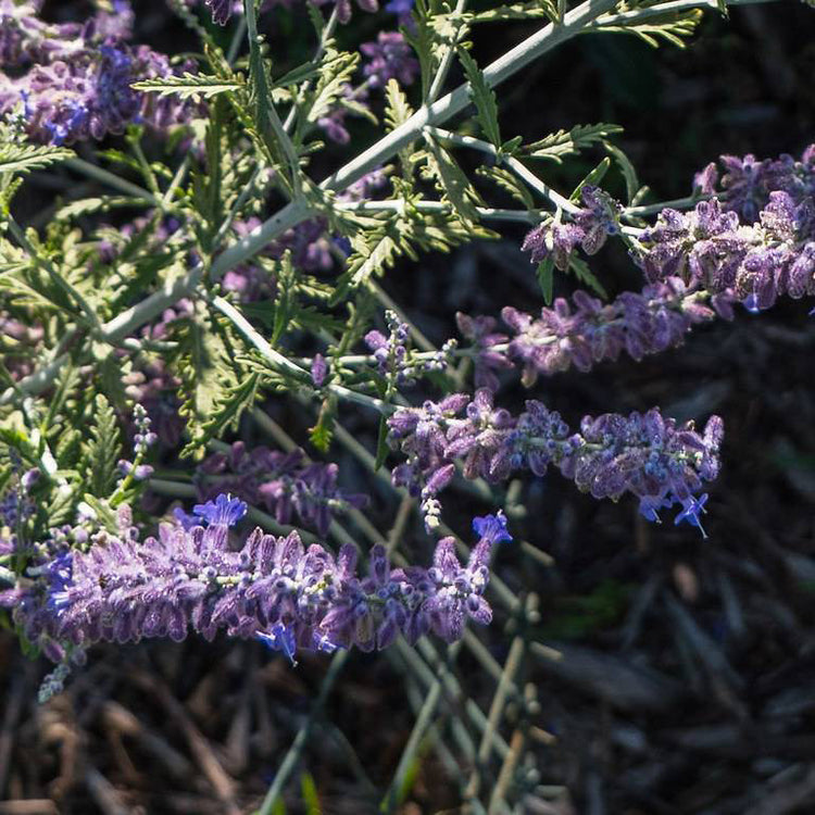 Perennial Plants