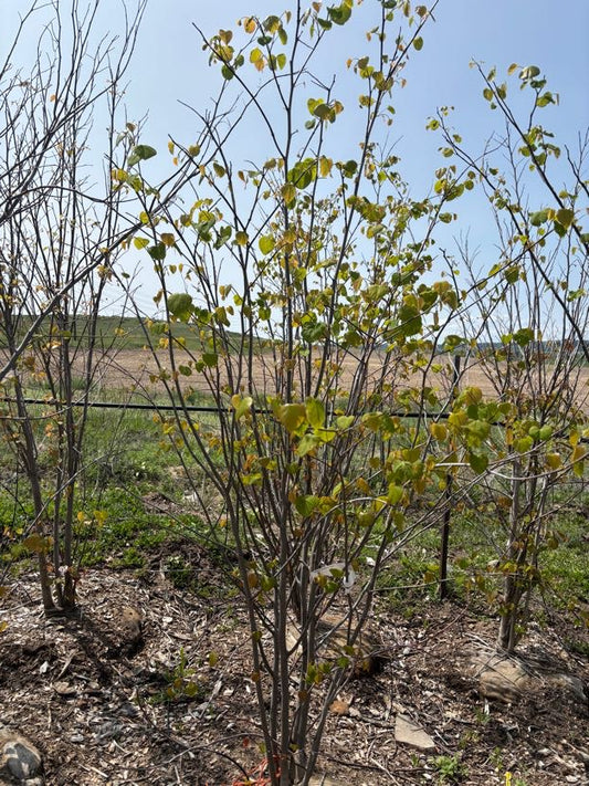 Redbud, Eastern MS-6-8'