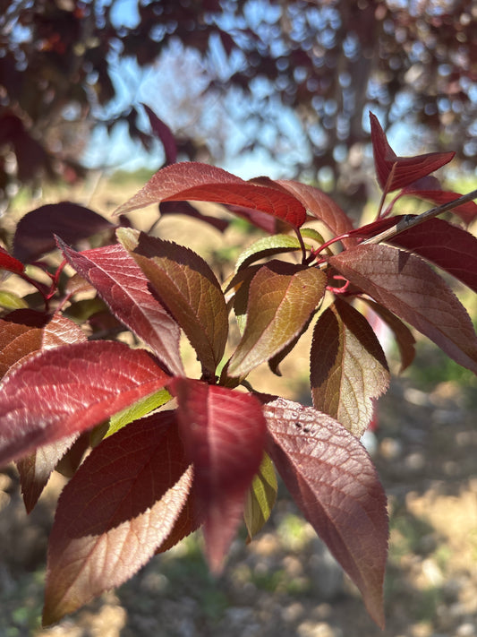 Plum, Newport-2.25"