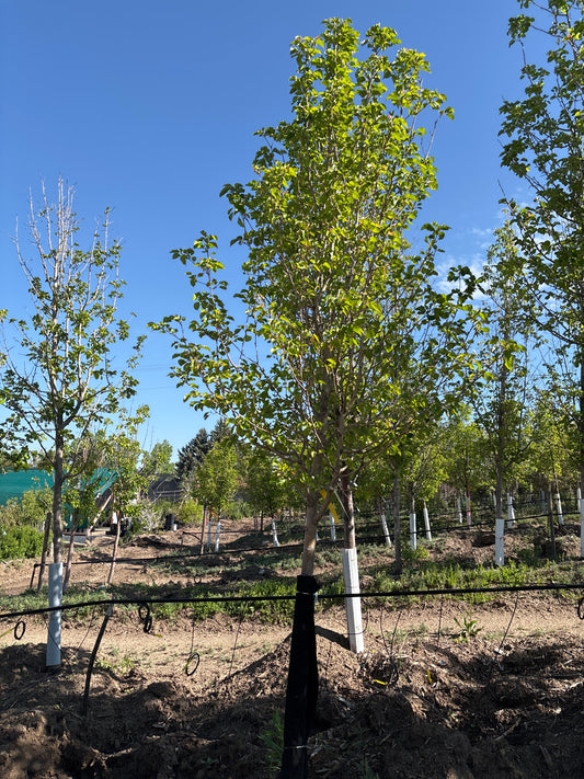 Pear, Cleveland Select-2.75"