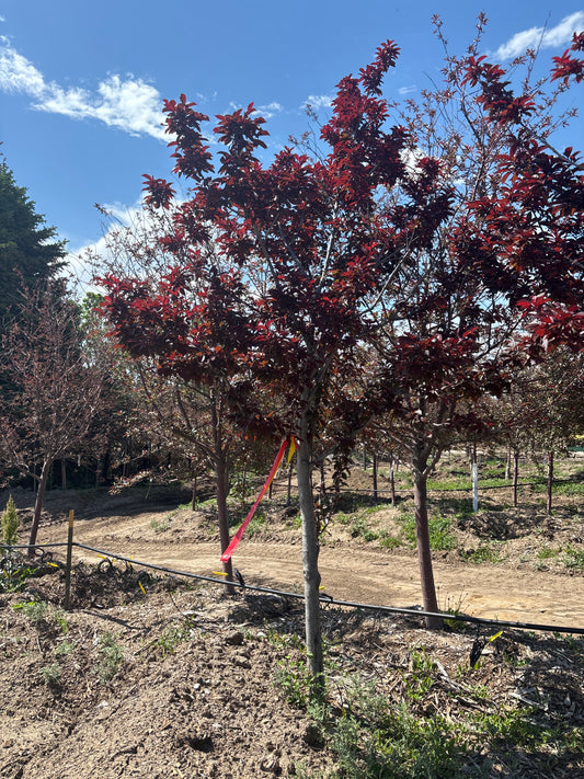 Plum, Newport-2.75''