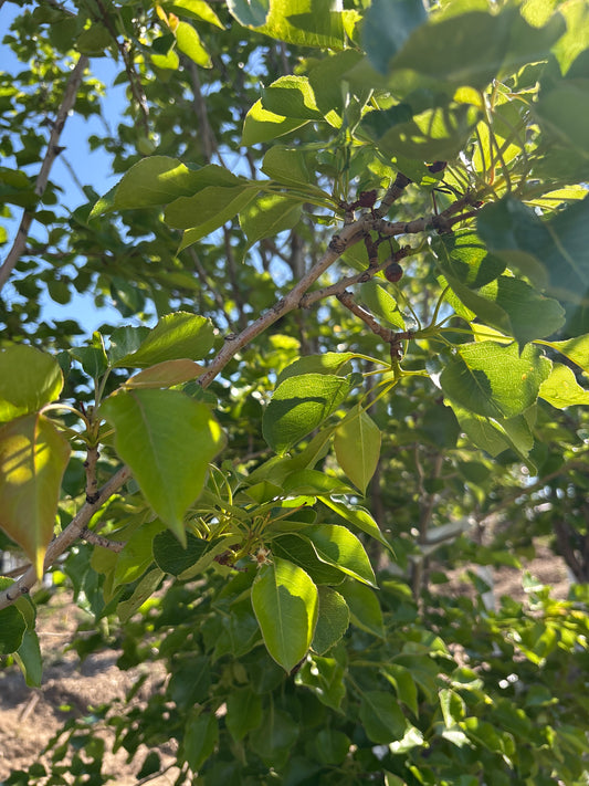 Pear, Chanticleer-2.5"