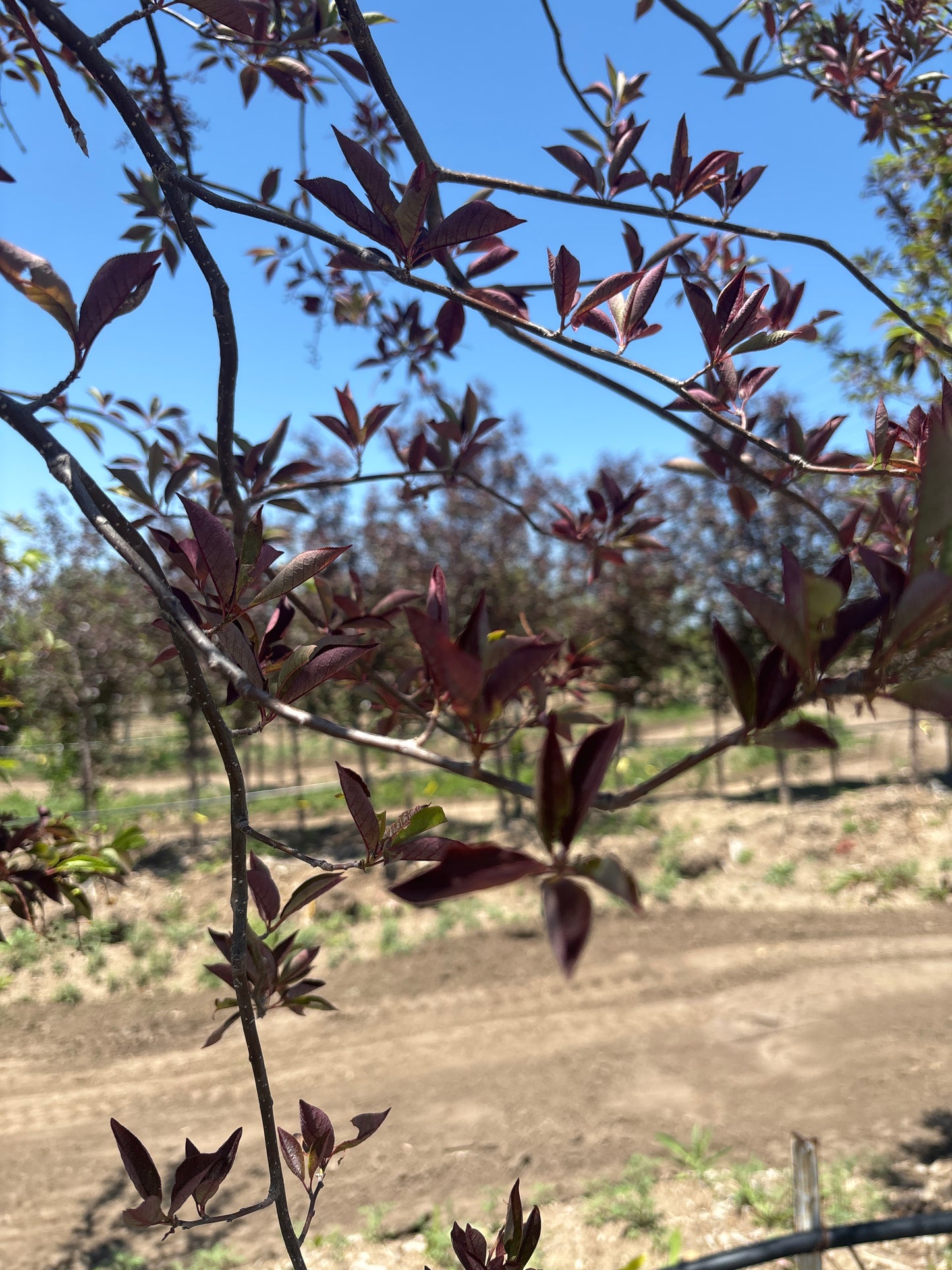 Chokecherry, Canada Red-Tree : 4.0"