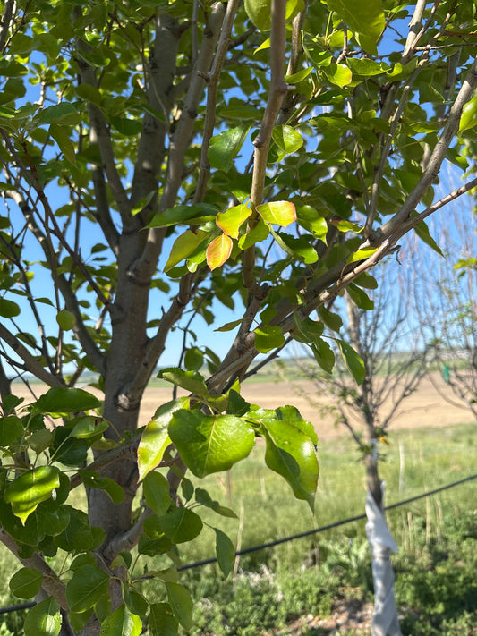 Pear, Chanticleer-2.75"