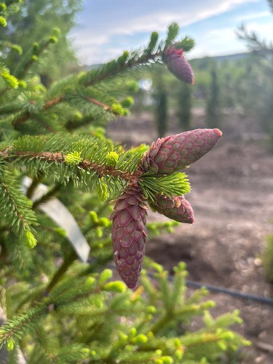 Spruce, Norway 6'