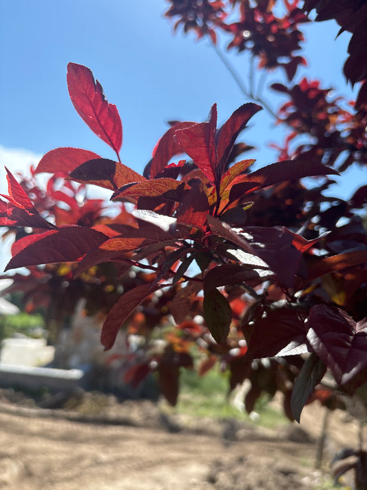 Plum, Newport-2.75''