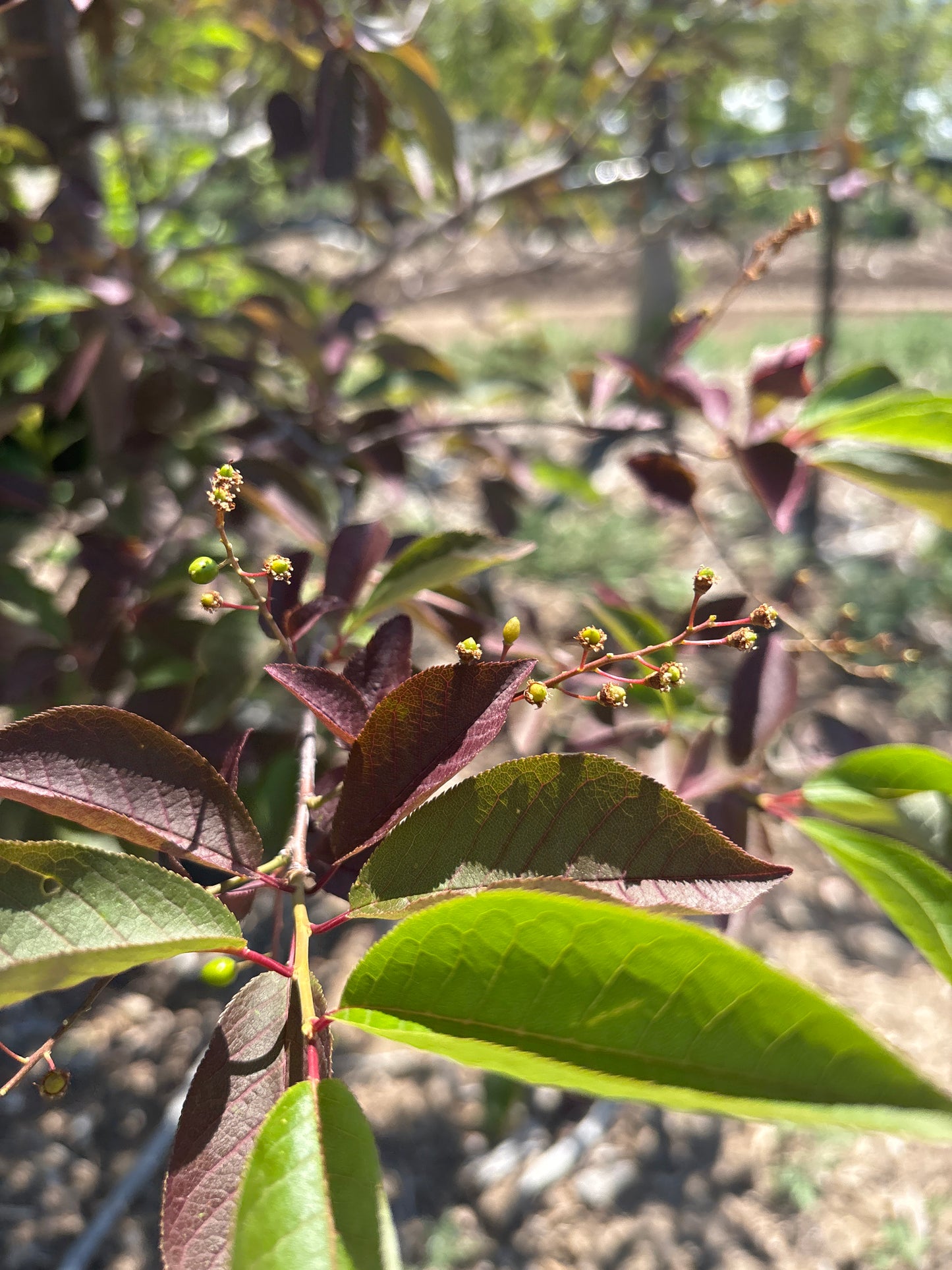 Chokecherry, Canada Red-MS : 10-12'