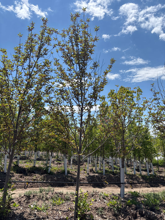 Chokecherry, Canada Red-Tree : 2.25"