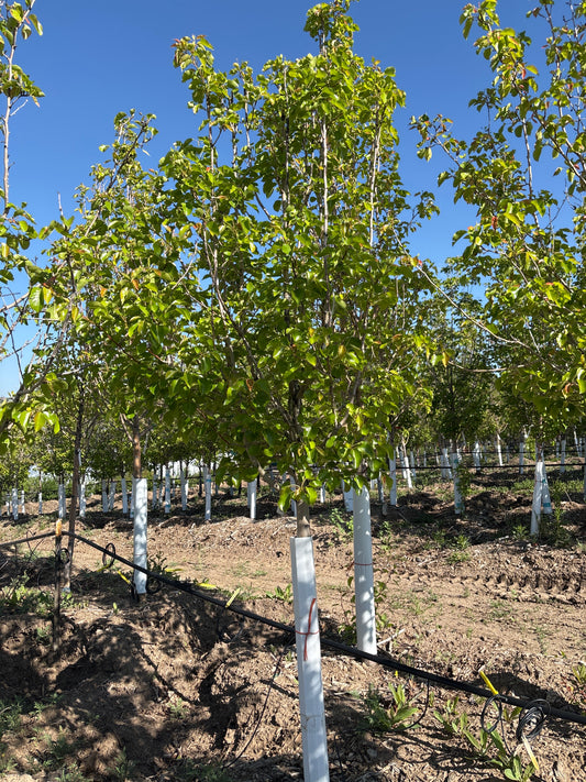 Pear, Chanticleer-2.0"
