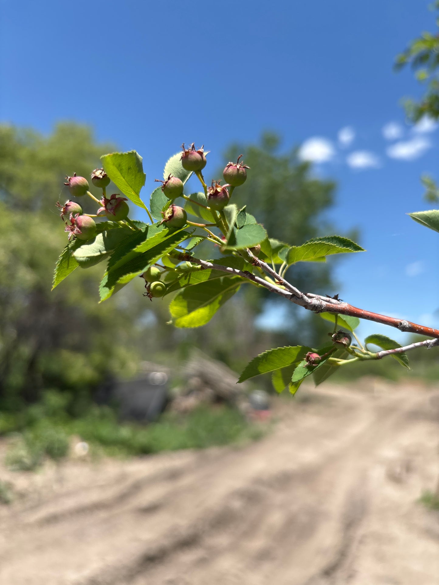 Serviceberry, Autumn Brilliance-2.0"