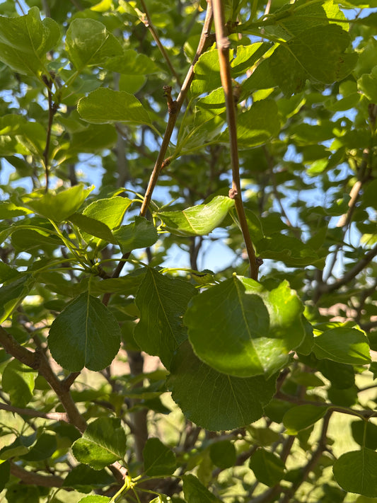 Pear, Cleveland Select-2.25"