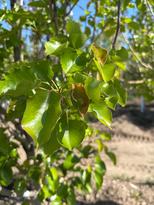 Pear, Chanticleer-2.0"