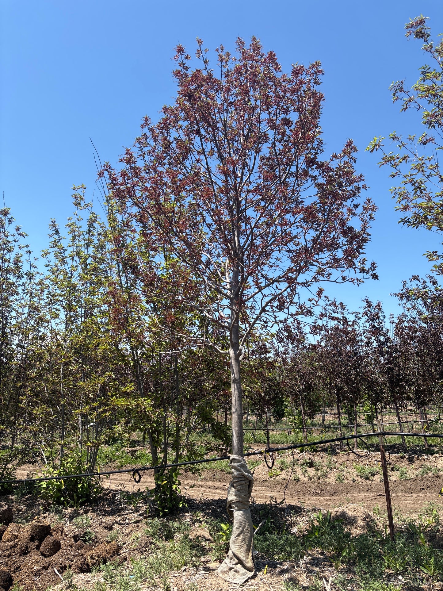 Chokecherry, Canada Red-Tree : 4.0"