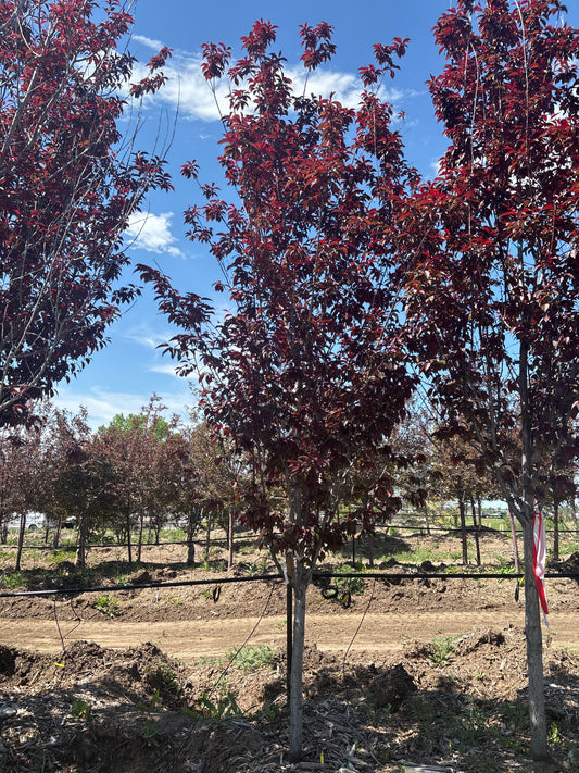 Plum, Newport-2.25"