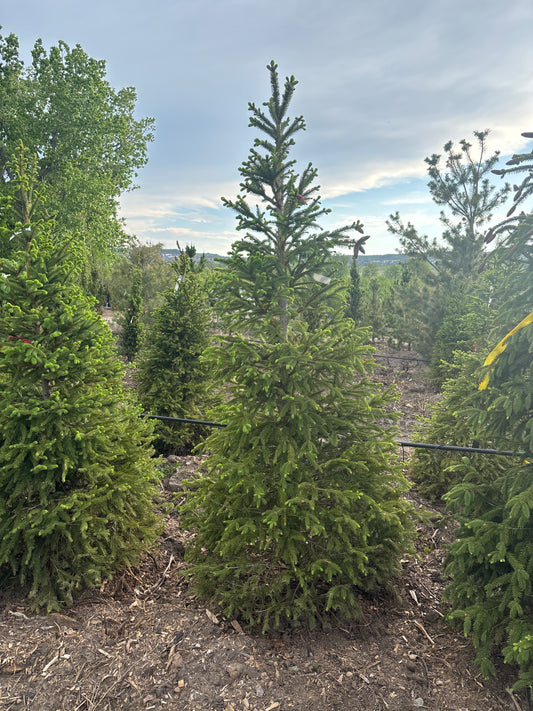 Spruce, Norway 6'