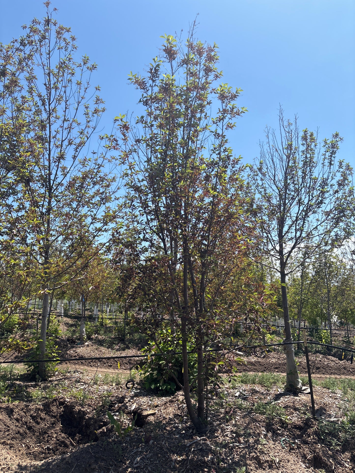 Chokecherry, Canada Red-MS : 10-12'