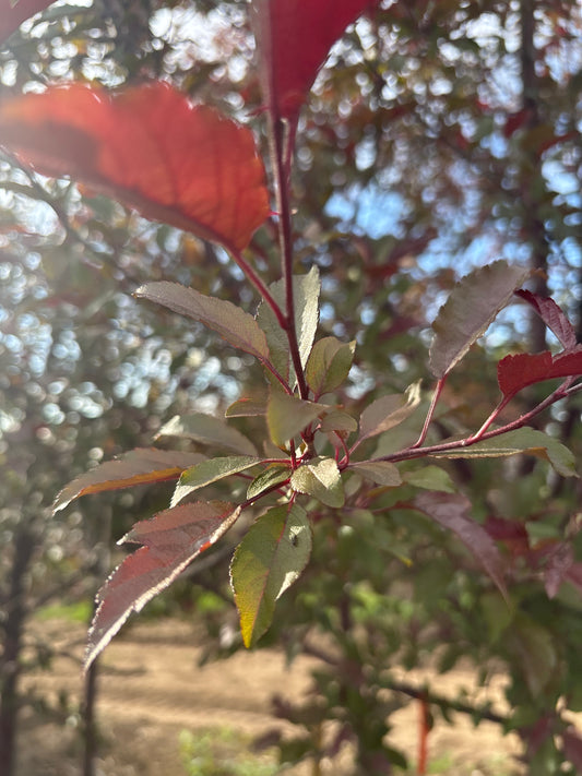Crabapple, Royal Raindrops-Hot Pink : 2.0"