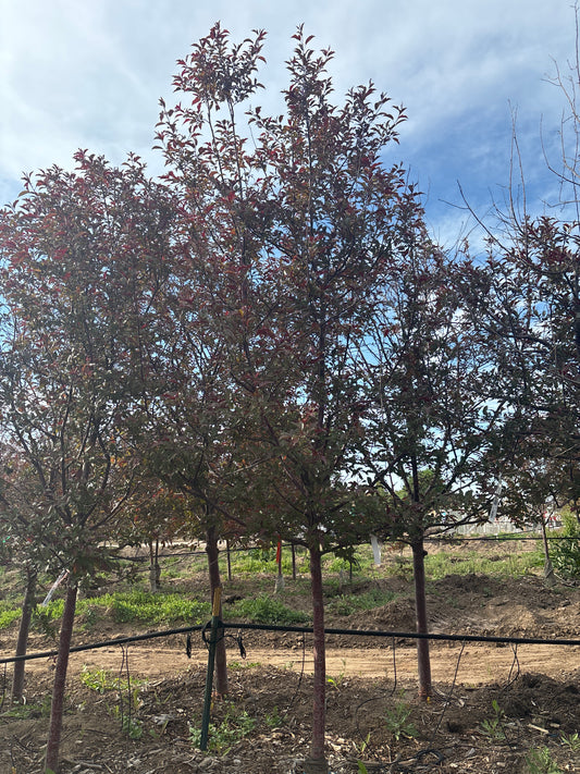 Crabapple, Royal Raindrops-Hot Pink : 2.0"
