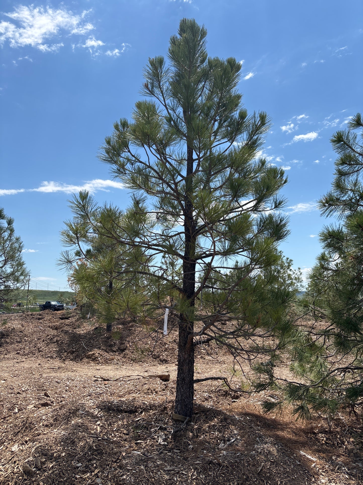 Pine, Ponderosa (Nursery Grown)-14'