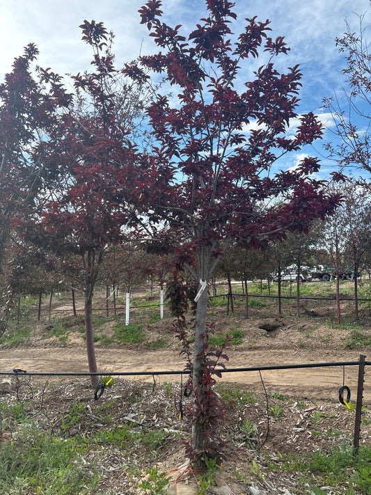 Plum, Newport-2.5"