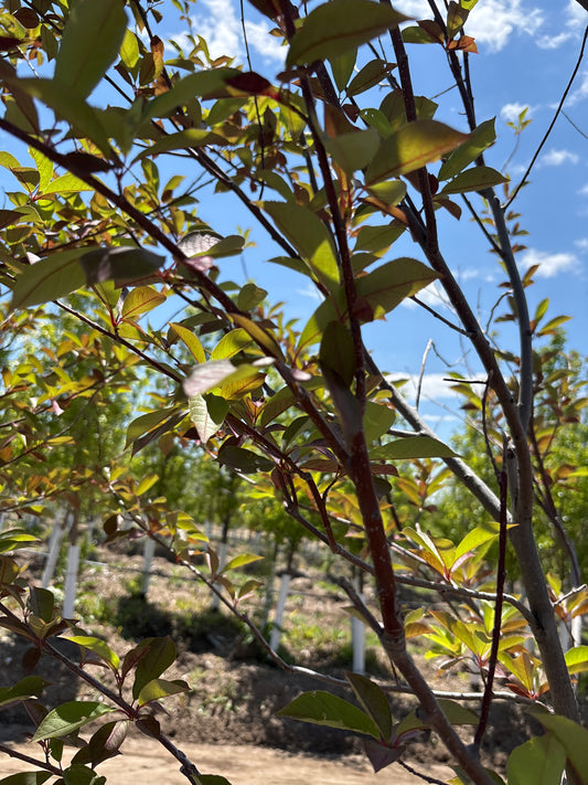Chokecherry, Canada Red-Tree : 2.25"