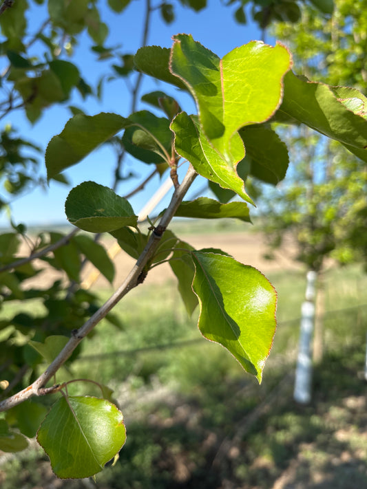 Pear, Chanticleer-2.25"