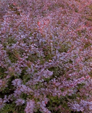 Barberry, Crimson Pygmy-#3 / #5