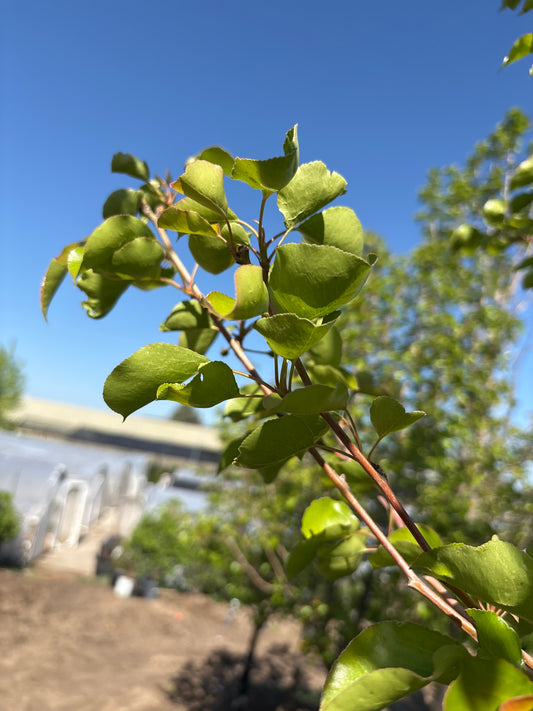 Pear, Cleveland Select-2.75"