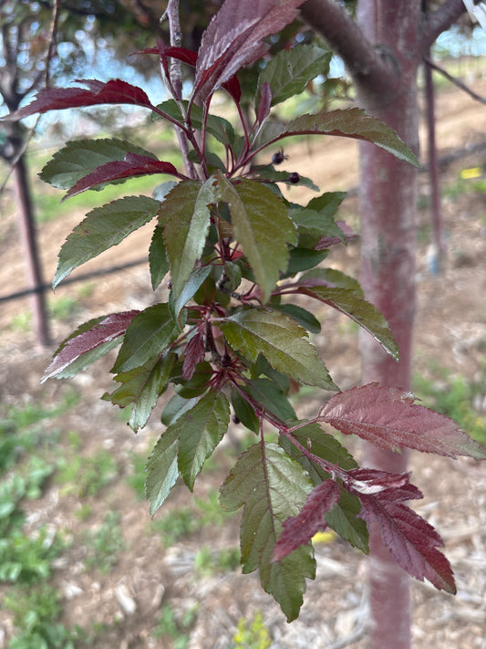 Crabapple, Royal Raindrops-Hot Pink : 2.25"