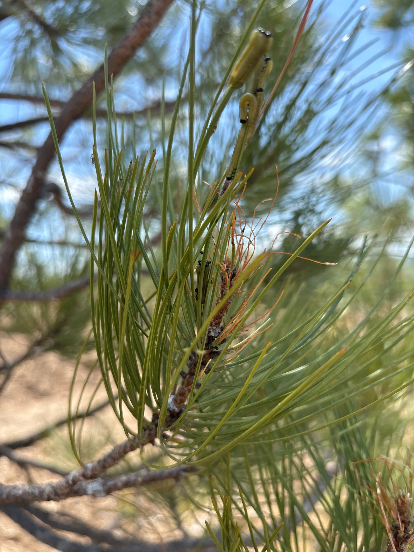 Pine, Ponderosa (Nursery Grown)-14'