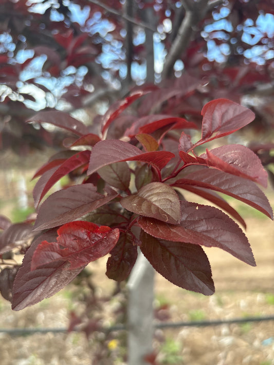 Plum, Newport-2.5"