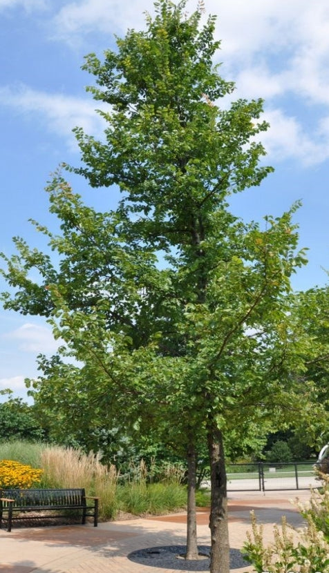 Elm, Frontier-2.25"