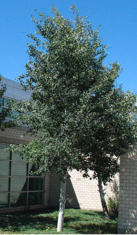 Aspen, Quaking Nursery Grown SS-single stem : #20 / #25