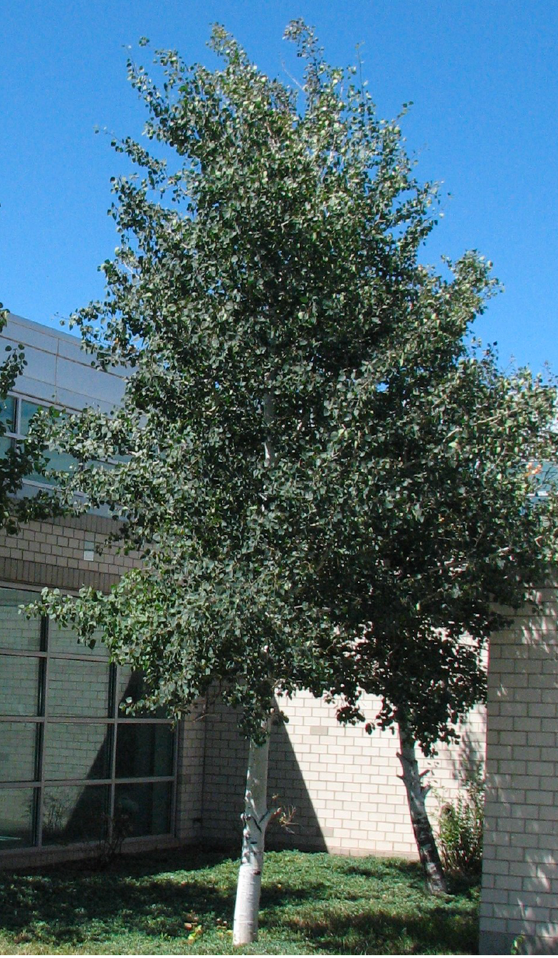Aspen, Quaking Nursery Grown-single stem : 2.25"