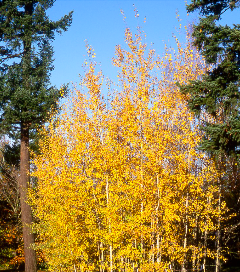 Aspen, Quaking Nursery Grown-single stem : 2.25"