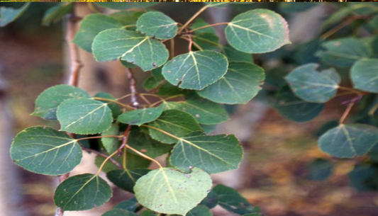 Aspen, Quaking Nursery Grown SS-single stem : #20 / #25