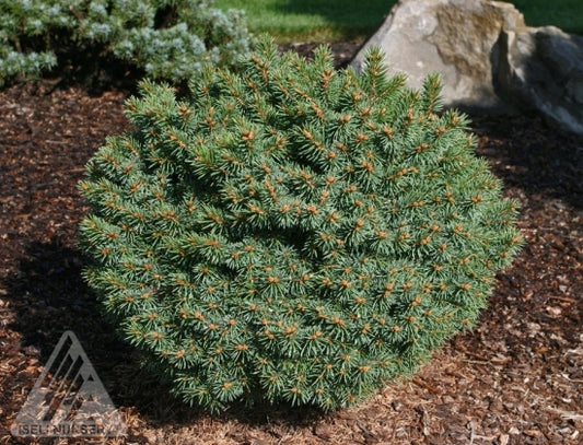 Spruce, Globe-#10